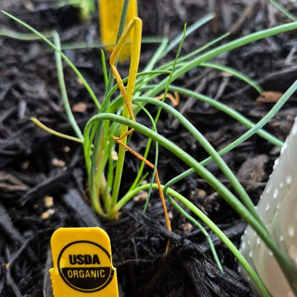 How to Grow Parsley and Chives on an Austin Patio: A Beginner’s Guide