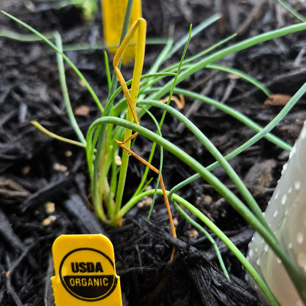 How to Grow Parsley and Chives on an Austin Patio: A Beginner’s Guide